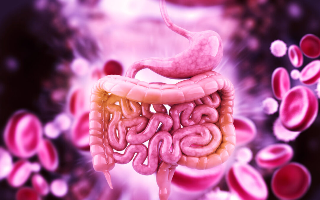 The digestive tract – everything you eat or drink has an impact